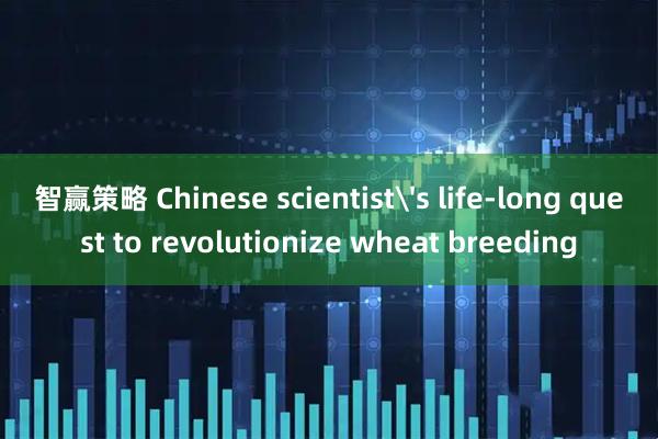 智赢策略 Chinese scientist's life-long quest to revolutionize wheat breeding